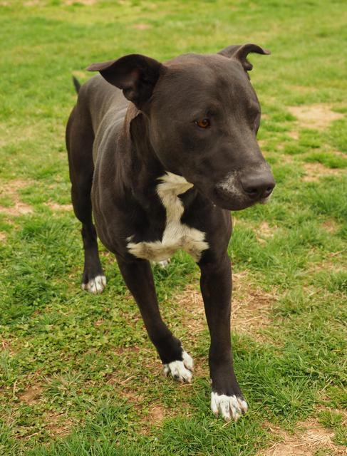 Daryl, an adoptable Pit Bull Terrier in Washburn, MO, 65772 | Photo Image 6