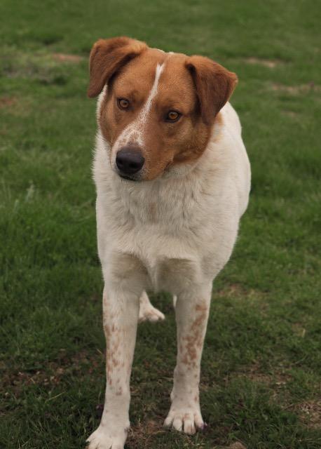 Gentle Ben, an adoptable Cattle Dog in Washburn, MO, 65772 | Photo Image 1