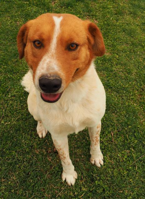 Gentle Ben, an adoptable Cattle Dog in Washburn, MO, 65772 | Photo Image 2