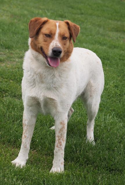 Gentle Ben, an adoptable Cattle Dog in Washburn, MO, 65772 | Photo Image 3