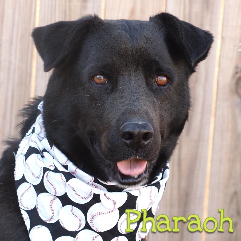 Pharaoh, an adoptable Labrador Retriever in Washburn, MO, 65772 | Photo Image 1