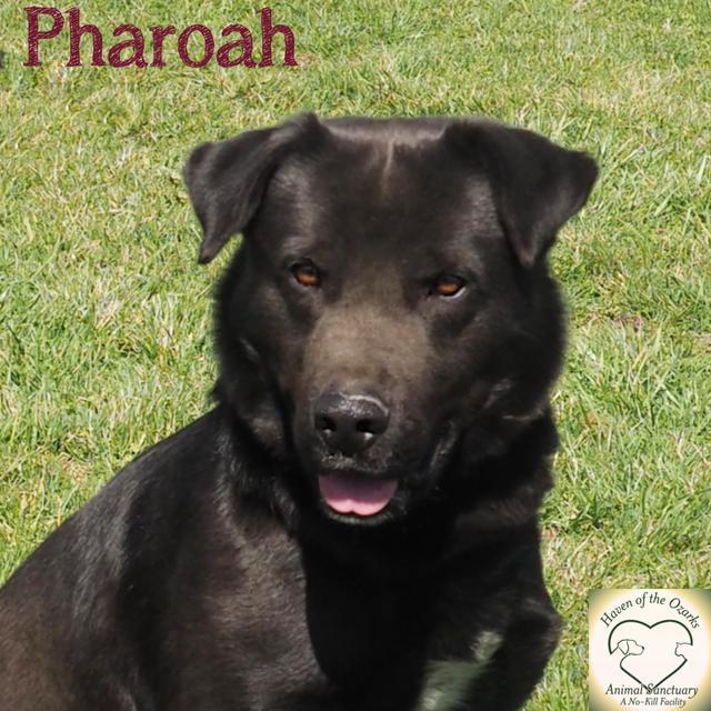 Pharaoh, an adoptable Labrador Retriever in Washburn, MO, 65772 | Photo Image 2