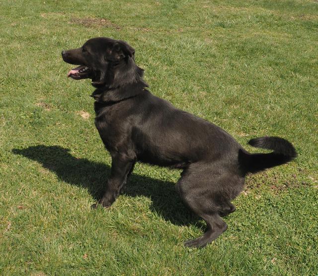 Pharaoh, an adoptable Labrador Retriever in Washburn, MO, 65772 | Photo Image 3