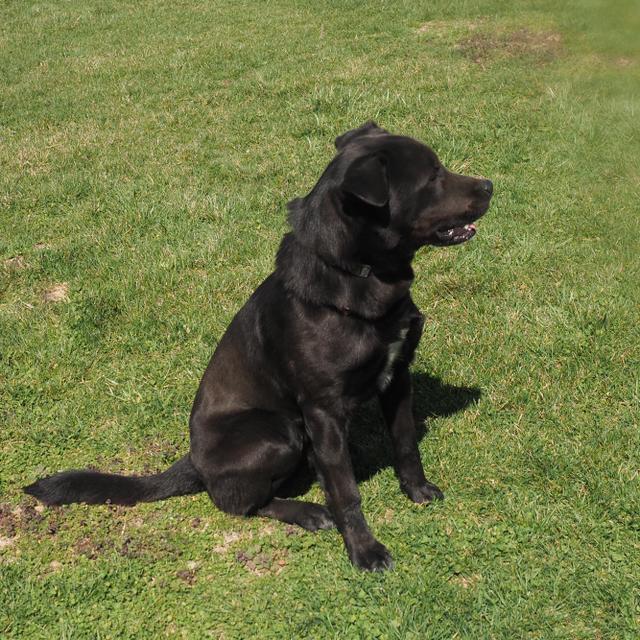 Pharaoh, an adoptable Labrador Retriever in Washburn, MO, 65772 | Photo Image 4