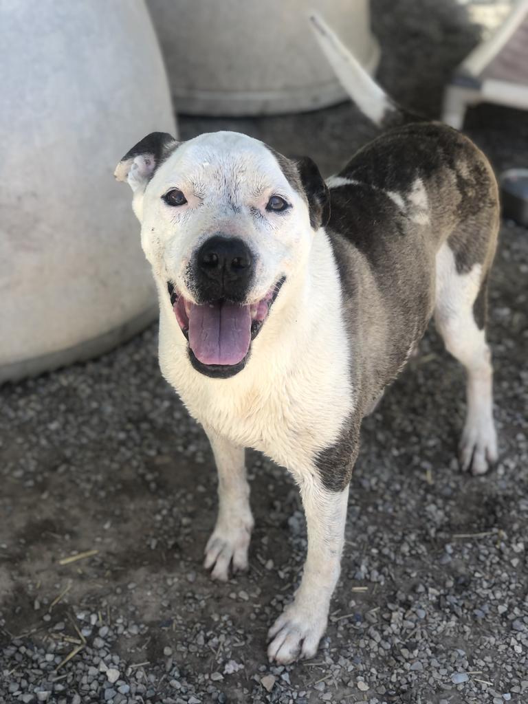 Dawn, an adoptable Pit Bull Terrier in Washburn, MO, 65772 | Photo Image 1