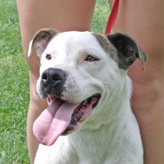 Dawn, an adoptable Pit Bull Terrier in Washburn, MO, 65772 | Photo Image 2