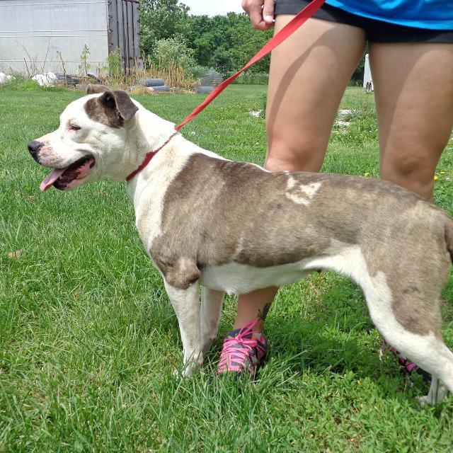 Dawn, an adoptable Pit Bull Terrier in Washburn, MO, 65772 | Photo Image 3