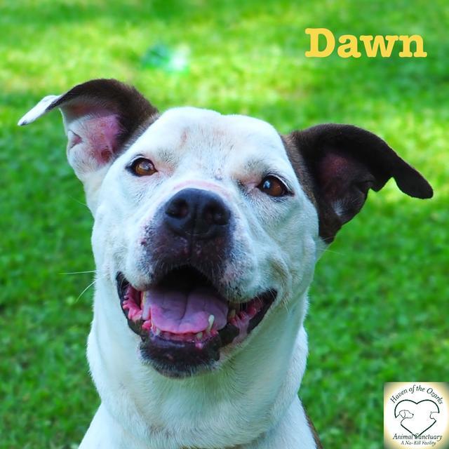 Dawn (Lucy), an adoptable Pit Bull Terrier in Washburn, MO, 65772 | Photo Image 4
