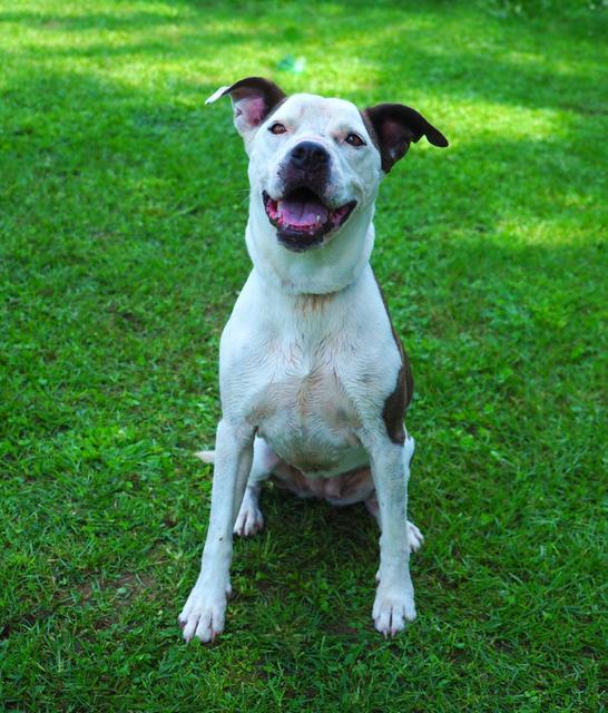 Dawn, an adoptable Pit Bull Terrier in Washburn, MO, 65772 | Photo Image 5