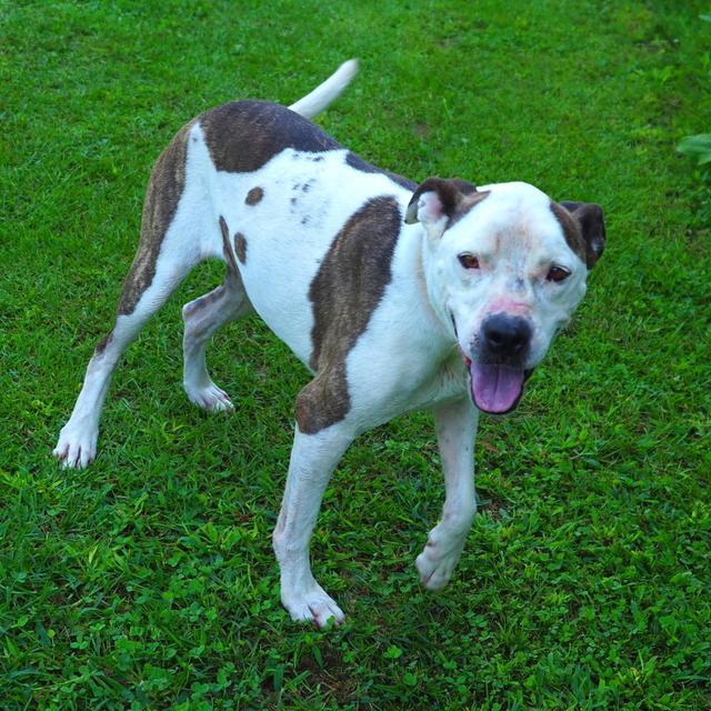 Dawn, an adoptable Pit Bull Terrier in Washburn, MO, 65772 | Photo Image 6