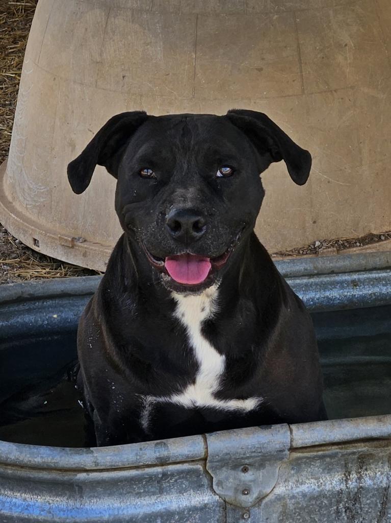 Andrew, an adoptable Pit Bull Terrier in Washburn, MO, 65772 | Photo Image 1