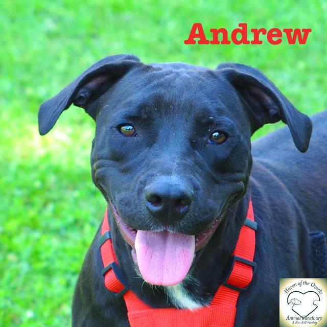 Andrew, an adoptable Pit Bull Terrier in Washburn, MO, 65772 | Photo Image 2