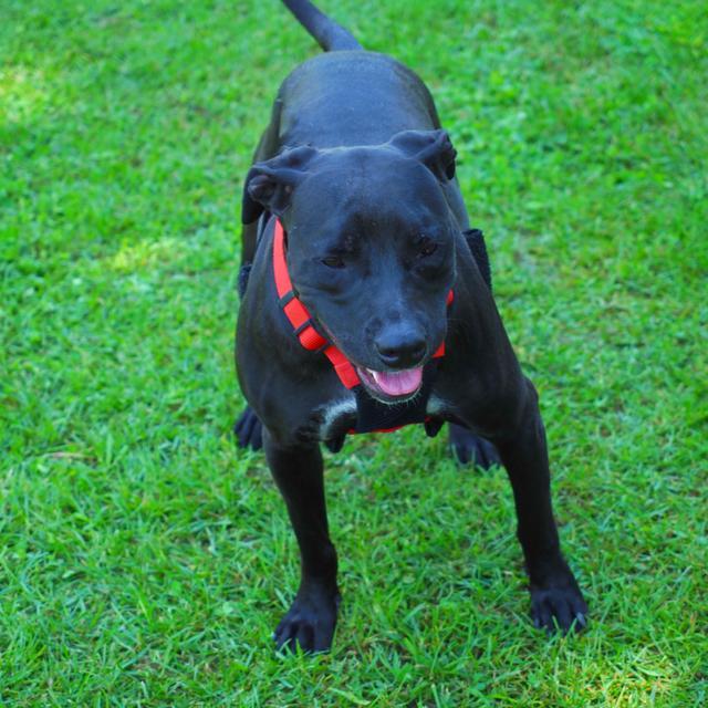 Andrew, an adoptable Pit Bull Terrier in Washburn, MO, 65772 | Photo Image 3