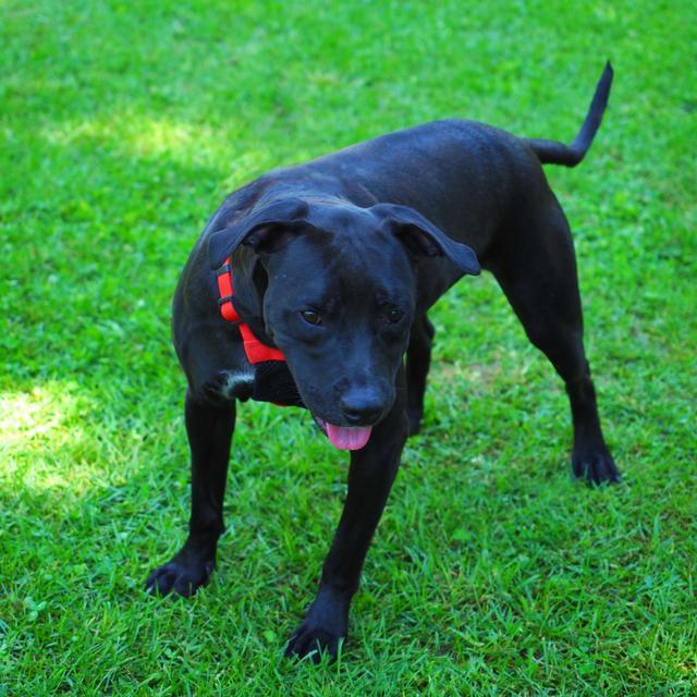 Andrew, an adoptable Pit Bull Terrier in Washburn, MO, 65772 | Photo Image 4