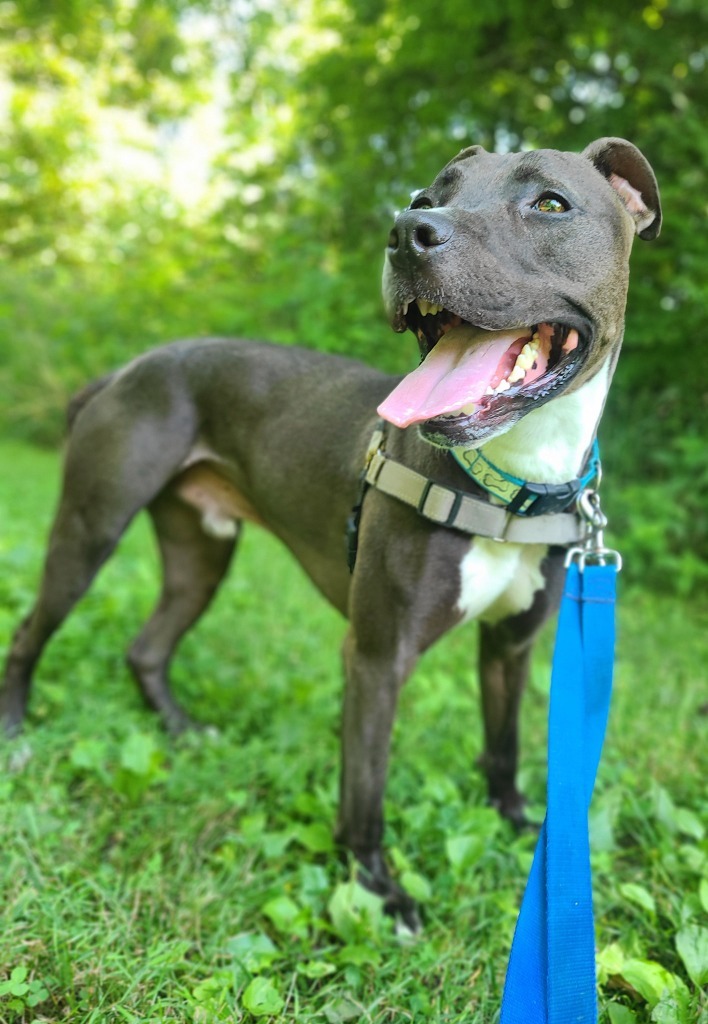 Tootsie Roll, an adoptable Pit Bull Terrier in Hamilton, OH, 45013 | Photo Image 1