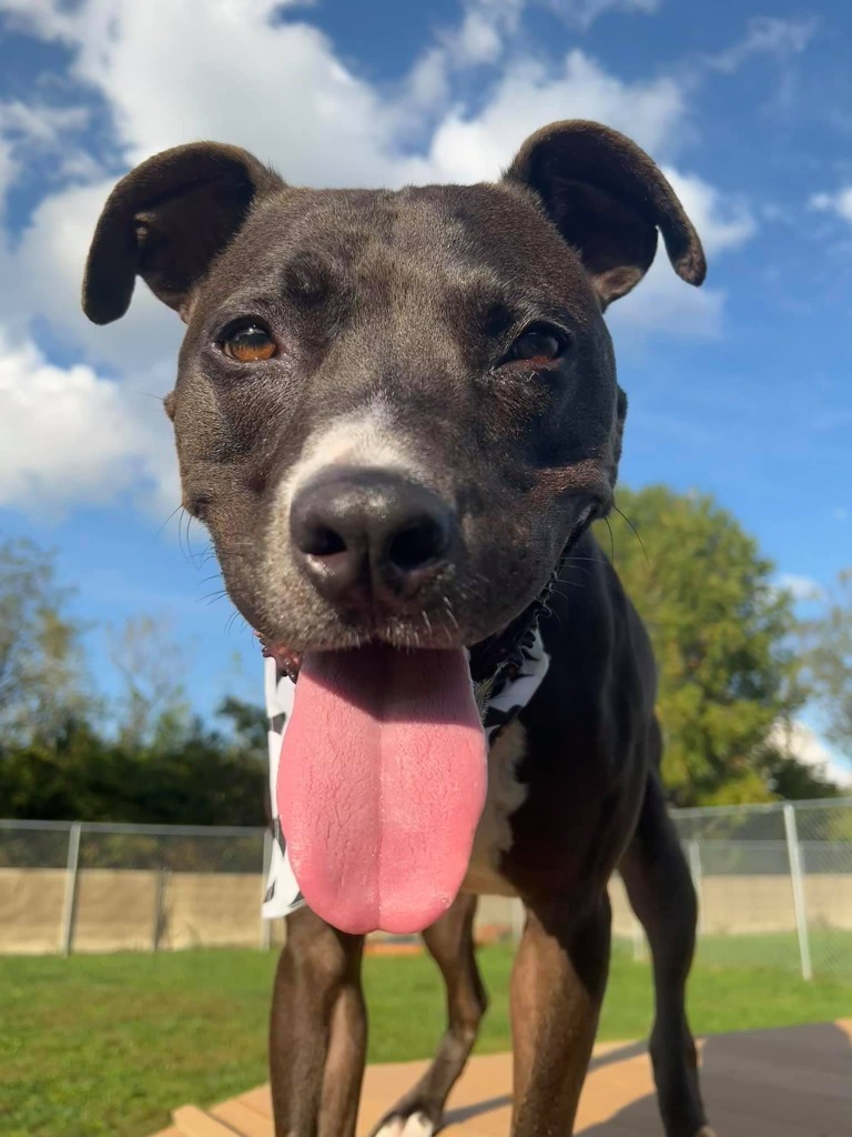 Tootsie Roll, an adoptable Pit Bull Terrier in Hamilton, OH, 45013 | Photo Image 2