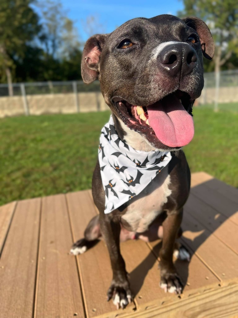 Tootsie Roll, an adoptable Pit Bull Terrier in Hamilton, OH, 45013 | Photo Image 3