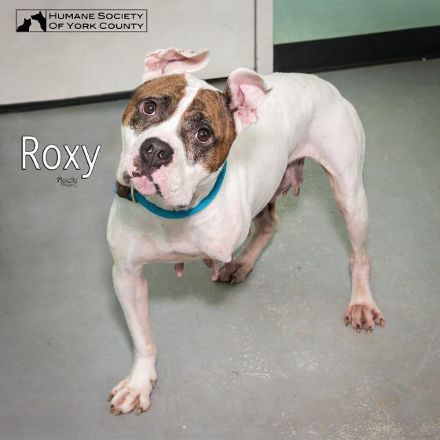 Roxy, an adoptable Terrier, Boxer in Fort Mill, SC, 29715 | Photo Image 2