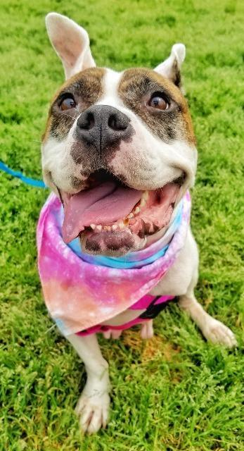 Roxy, an adoptable Terrier, Boxer in Fort Mill, SC, 29715 | Photo Image 3