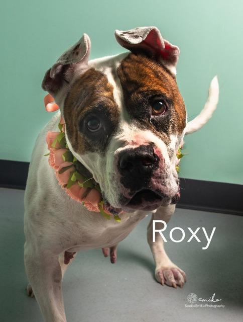 Roxy, an adoptable Terrier, Boxer in Fort Mill, SC, 29715 | Photo Image 4