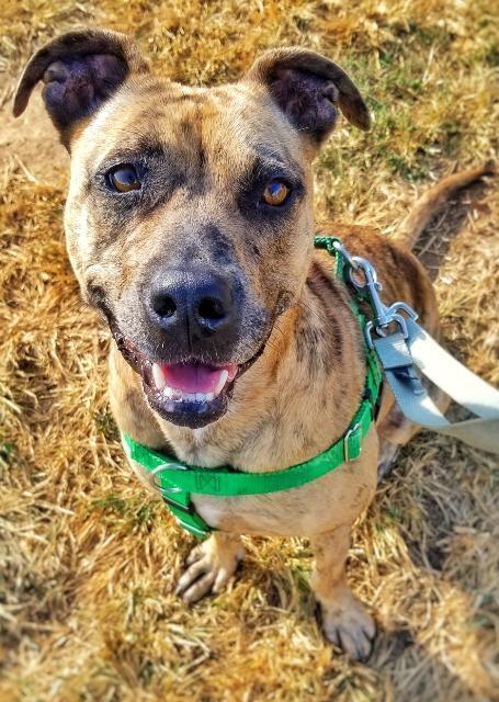 Gatlin, an adoptable American Staffordshire Terrier, Cattle Dog in Fort Mill, SC, 29715 | Photo Image 2