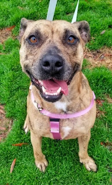 Gatlin, an adoptable American Staffordshire Terrier, Cattle Dog in Fort Mill, SC, 29715 | Photo Image 3