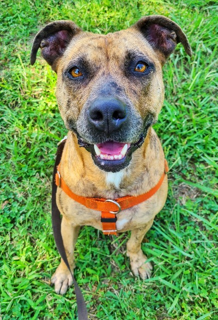 Gatlin, an adoptable American Staffordshire Terrier & Cattle Dog Mix in Fort Mill, SC_image-4