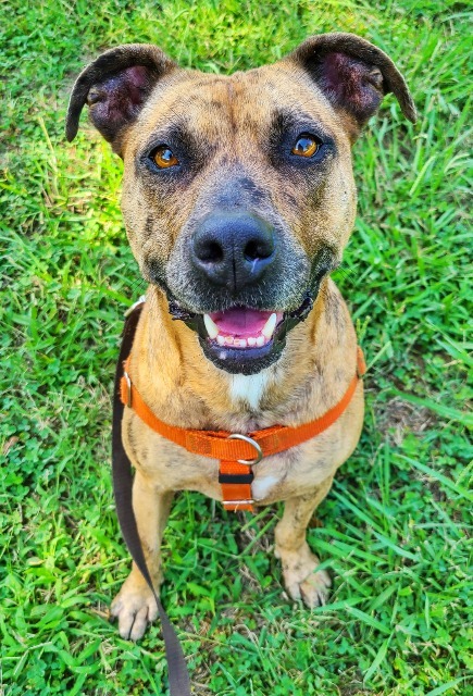 Gatlin, an adoptable American Staffordshire Terrier, Cattle Dog in Fort Mill, SC, 29715 | Photo Image 4