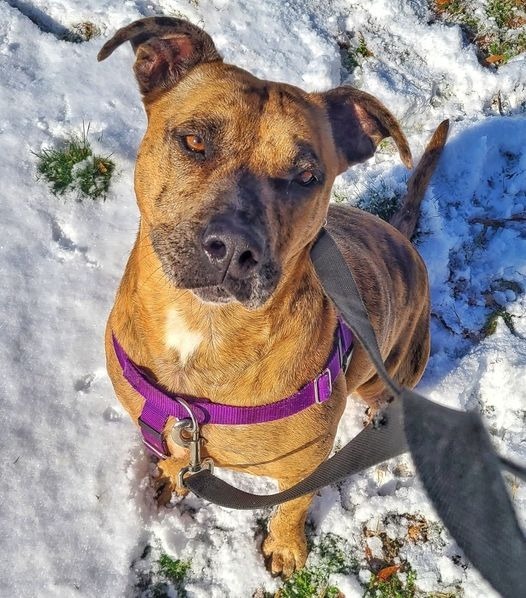 Gatlin, an adoptable American Staffordshire Terrier, Cattle Dog in Fort Mill, SC, 29715 | Photo Image 5