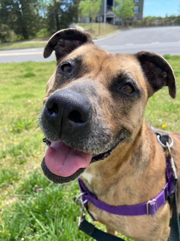 Gatlin, an adoptable American Staffordshire Terrier, Cattle Dog in Fort Mill, SC, 29715 | Photo Image 6