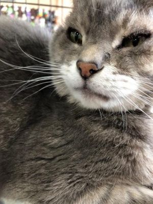 . Loki .
