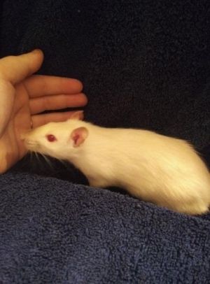 . Rosie .