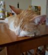 . Pumpkin Pie .