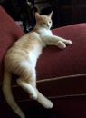 . Pumpkin Pie .
