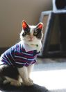 . Edward (FIV+) .