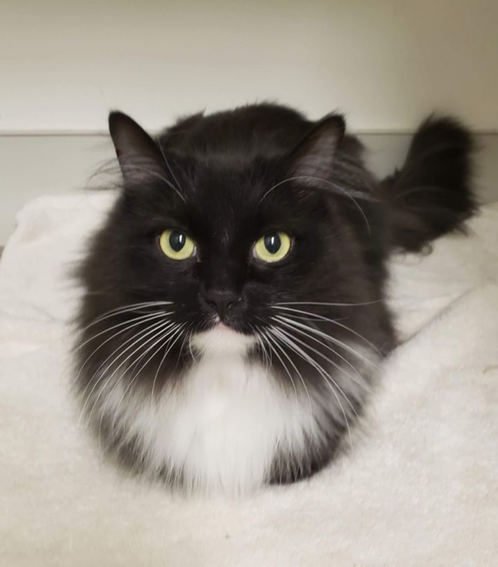 PERRY, an adoptable Domestic Long Hair in Muskegon, MI_image-3