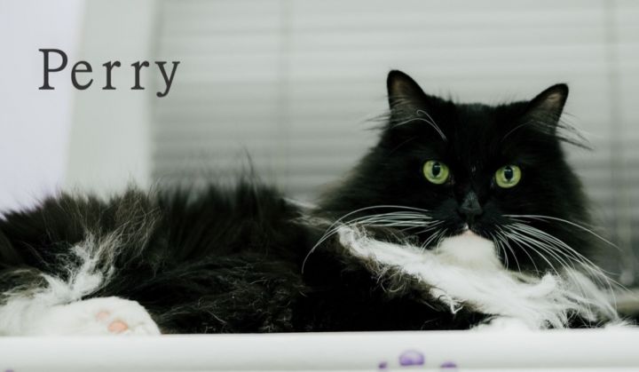PERRY, an adoptable Domestic Long Hair in Muskegon, MI_image-4