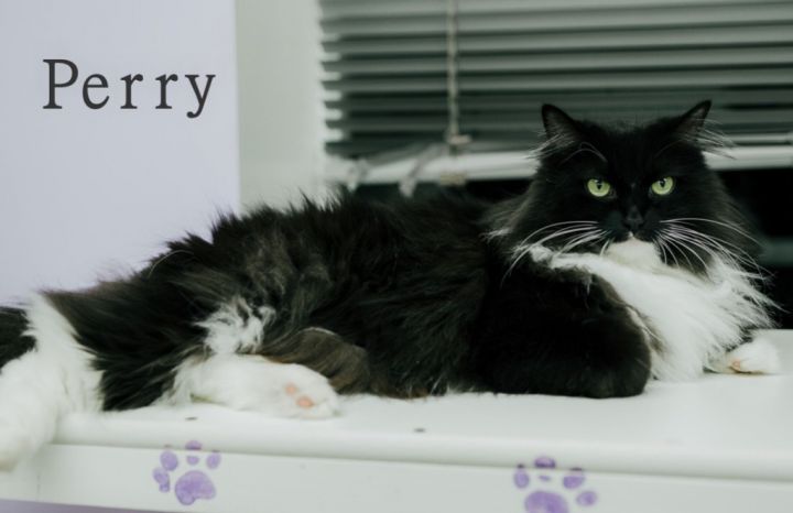 PERRY, an adoptable Domestic Long Hair in Muskegon, MI_image-5