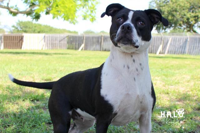 Esther, an adoptable Pit Bull Terrier, Labrador Retriever in Sebastian, FL, 32958 | Photo Image 2