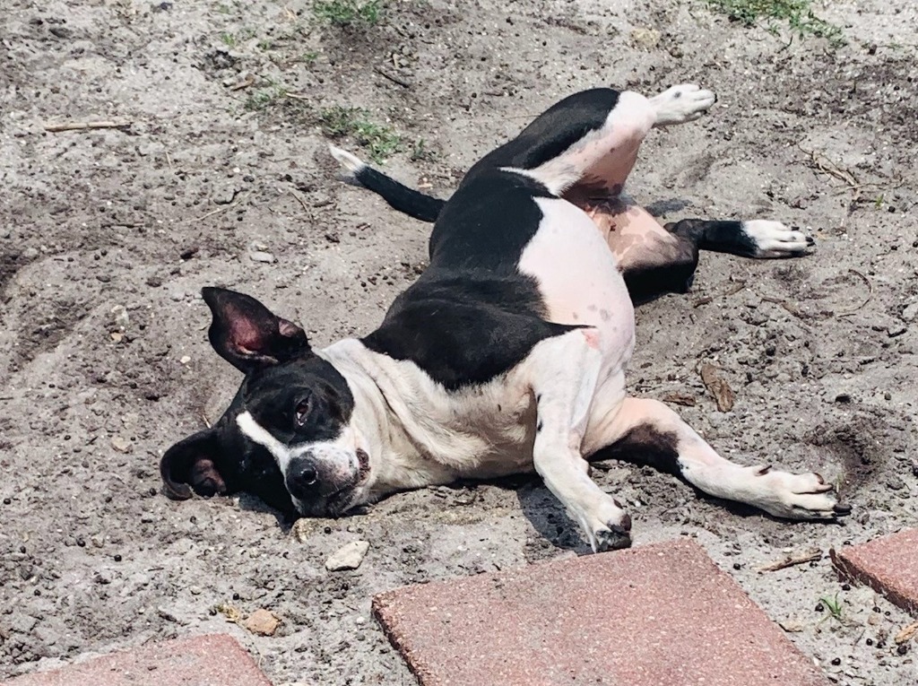 Esther, an adoptable Pit Bull Terrier, Labrador Retriever in Sebastian, FL, 32958 | Photo Image 4