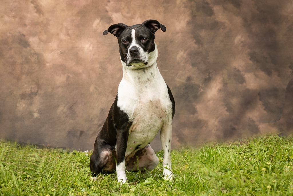 Esther, an adoptable Pit Bull Terrier, Labrador Retriever in Sebastian, FL, 32958 | Photo Image 5