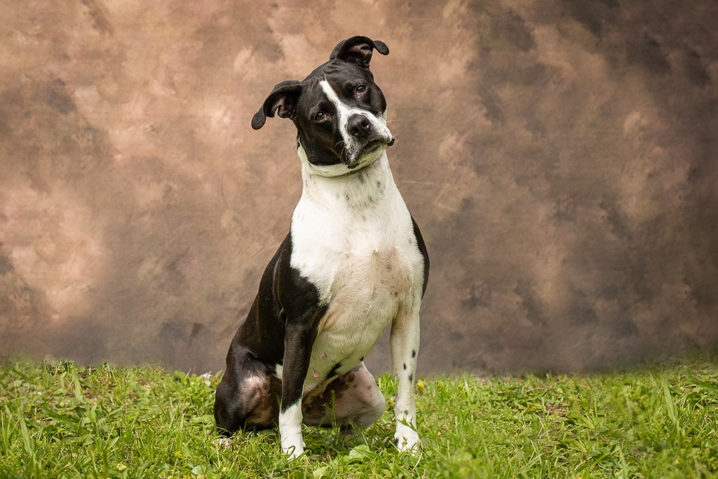 Esther, an adoptable Pit Bull Terrier, Labrador Retriever in Sebastian, FL, 32958 | Photo Image 6