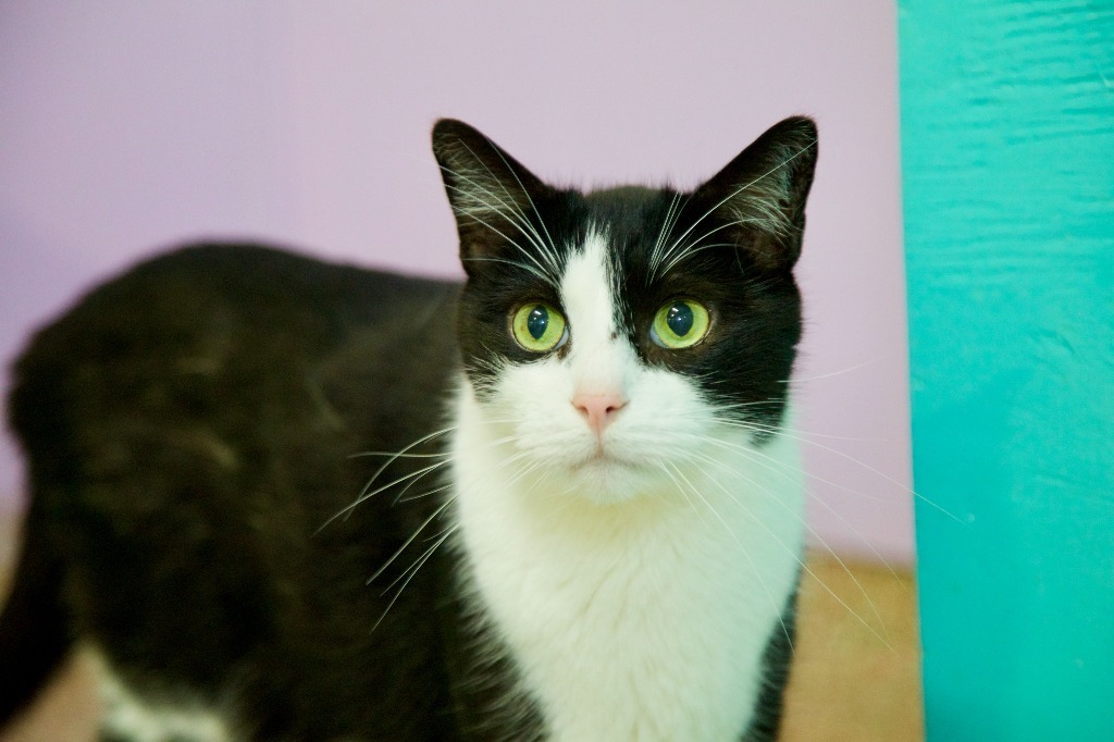 Pepe Le Pew *Long shot*, an adoptable Domestic Short Hair in Fort Lauderdale, FL, 33304 | Photo Image 1