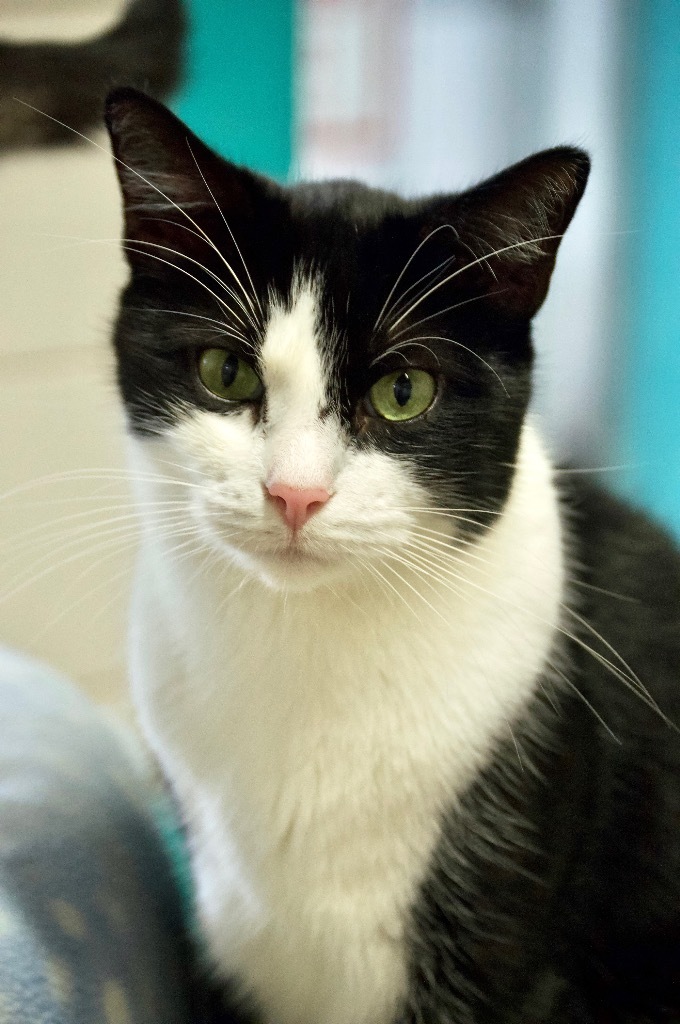 Pepe Le Pew, an adoptable Domestic Short Hair in Fort Lauderdale, FL, 33304 | Photo Image 1