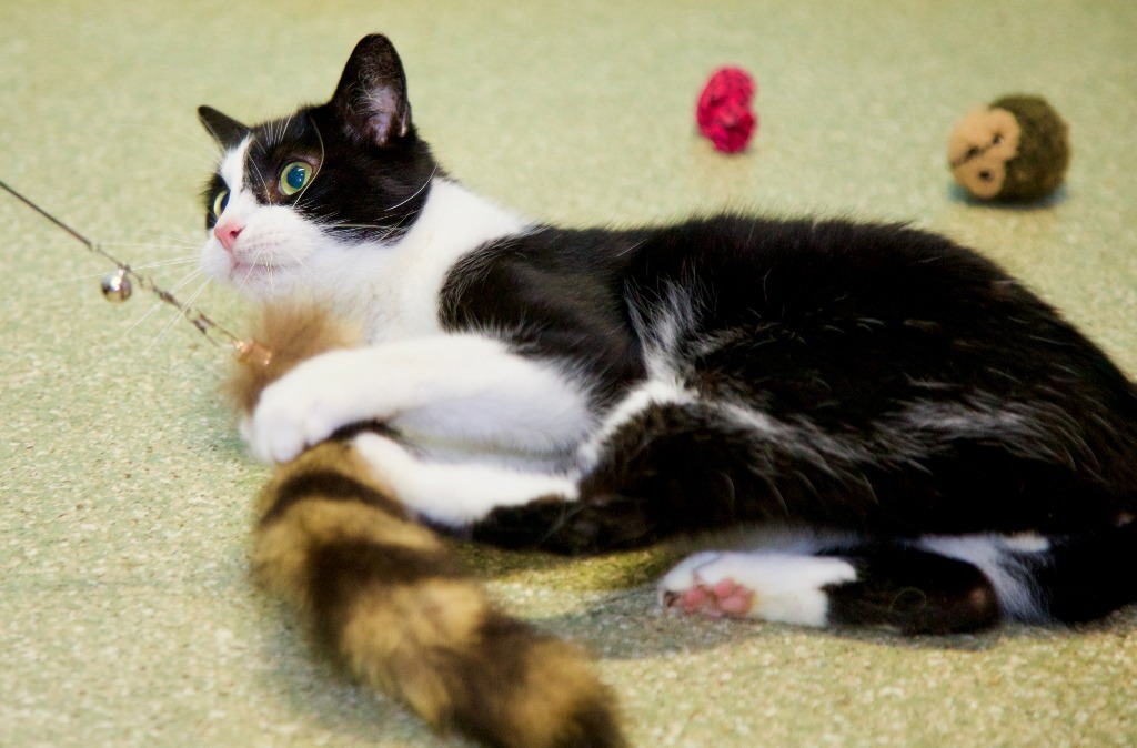 Pepe Le Pew *Long shot*, an adoptable Domestic Short Hair in Fort Lauderdale, FL, 33304 | Photo Image 2