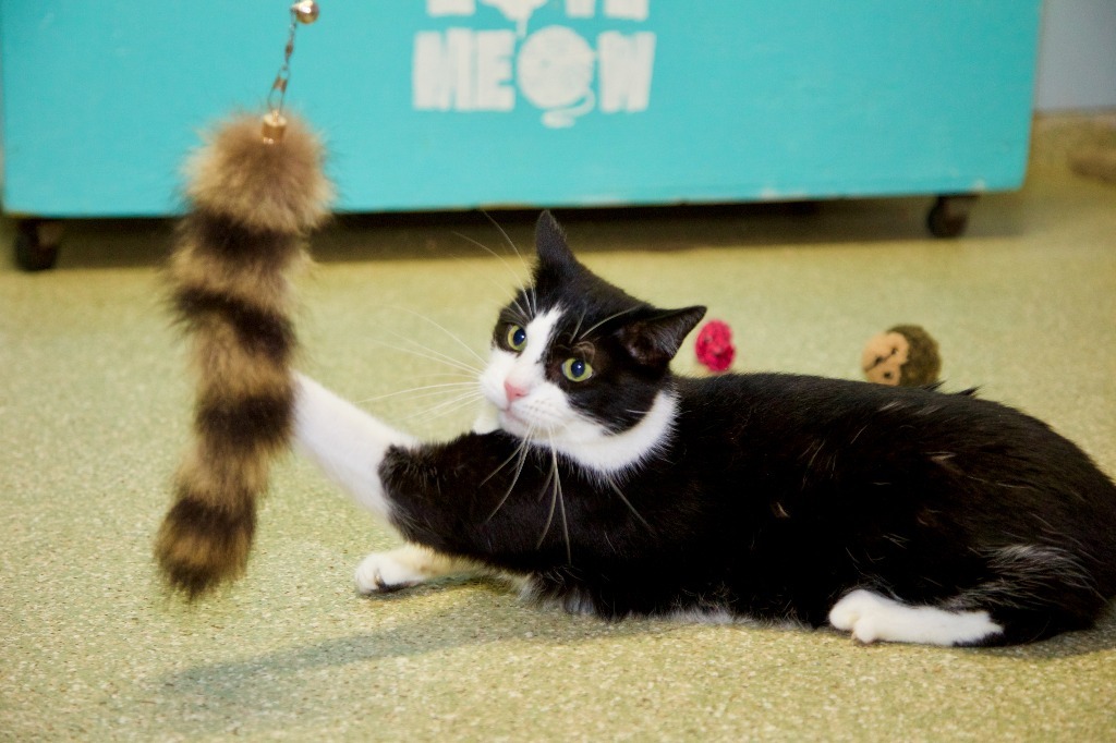 Pepe Le Pew, an adoptable Domestic Short Hair in Fort Lauderdale, FL, 33304 | Photo Image 3