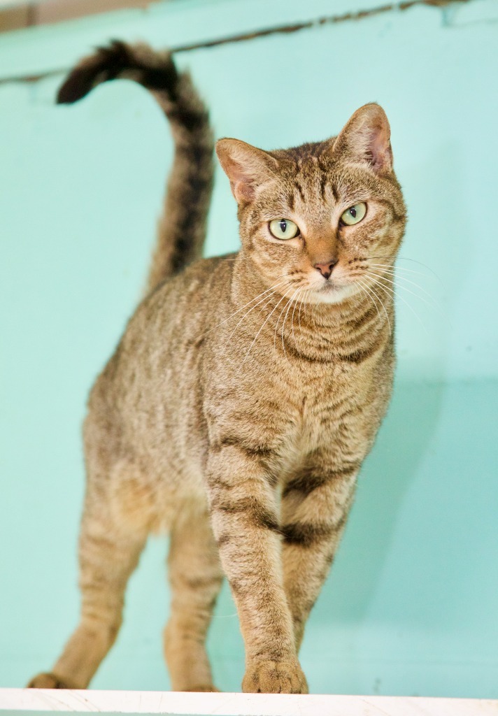 Beau, an adoptable Tabby, Domestic Short Hair in Fort Lauderdale, FL, 33304 | Photo Image 1