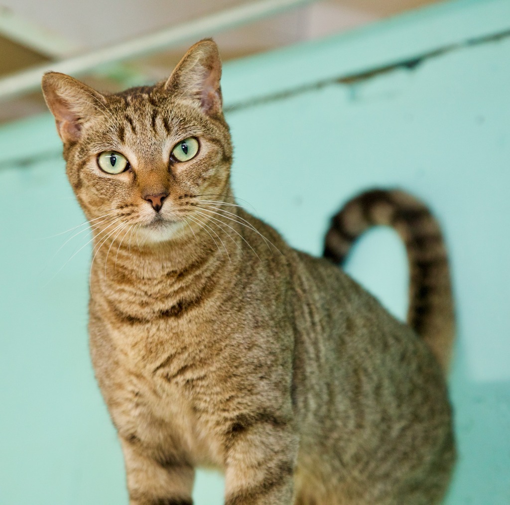 Beau, an adoptable Tabby, Domestic Short Hair in Fort Lauderdale, FL, 33304 | Photo Image 2