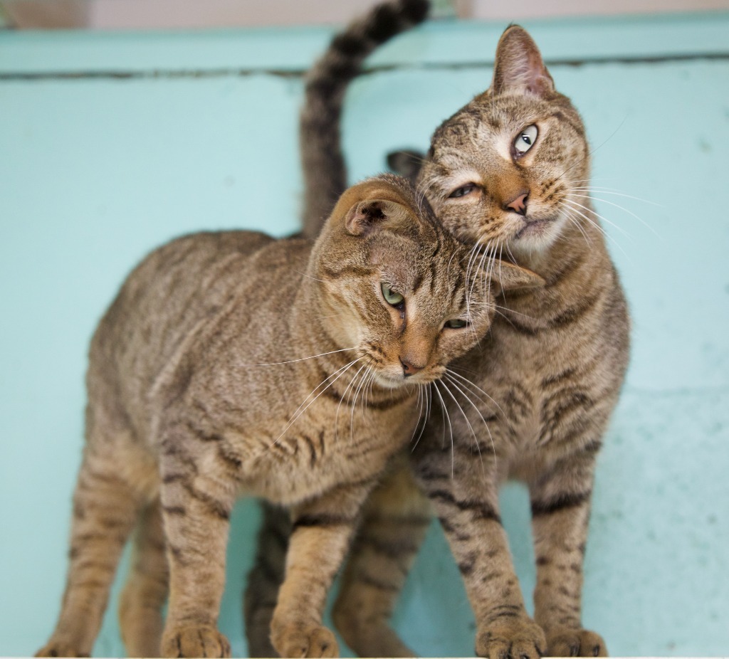 Beau, an adoptable Tabby, Domestic Short Hair in Fort Lauderdale, FL, 33304 | Photo Image 3