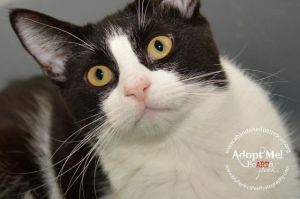 Moo Moo, Senior Female unknown